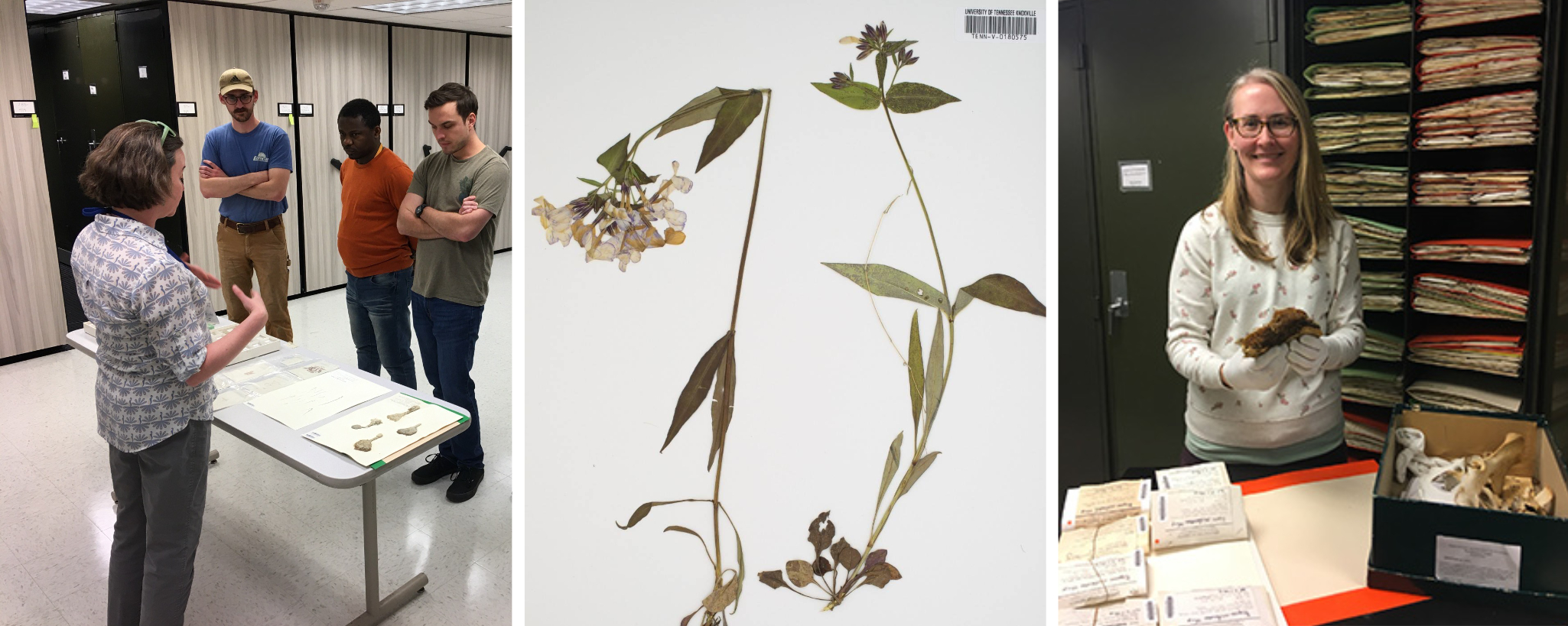 Triptych of photos showing folks working with plants and records at the Herbarium