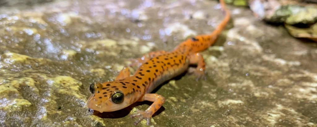 Photo of an orange salamander