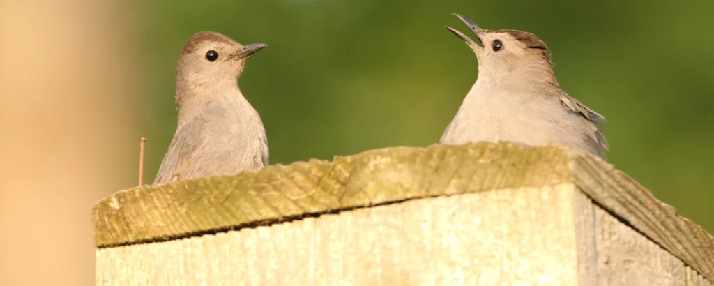 Photo of two birds on top of a wood fence