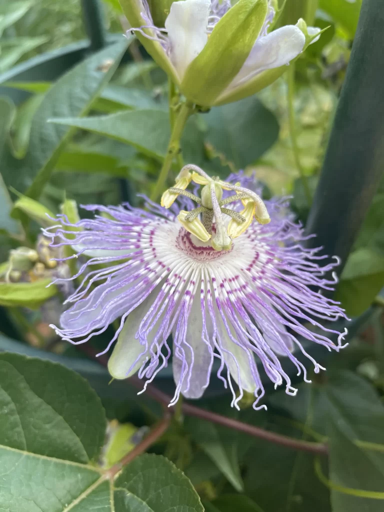 A photo of an exotic-looking purple flower