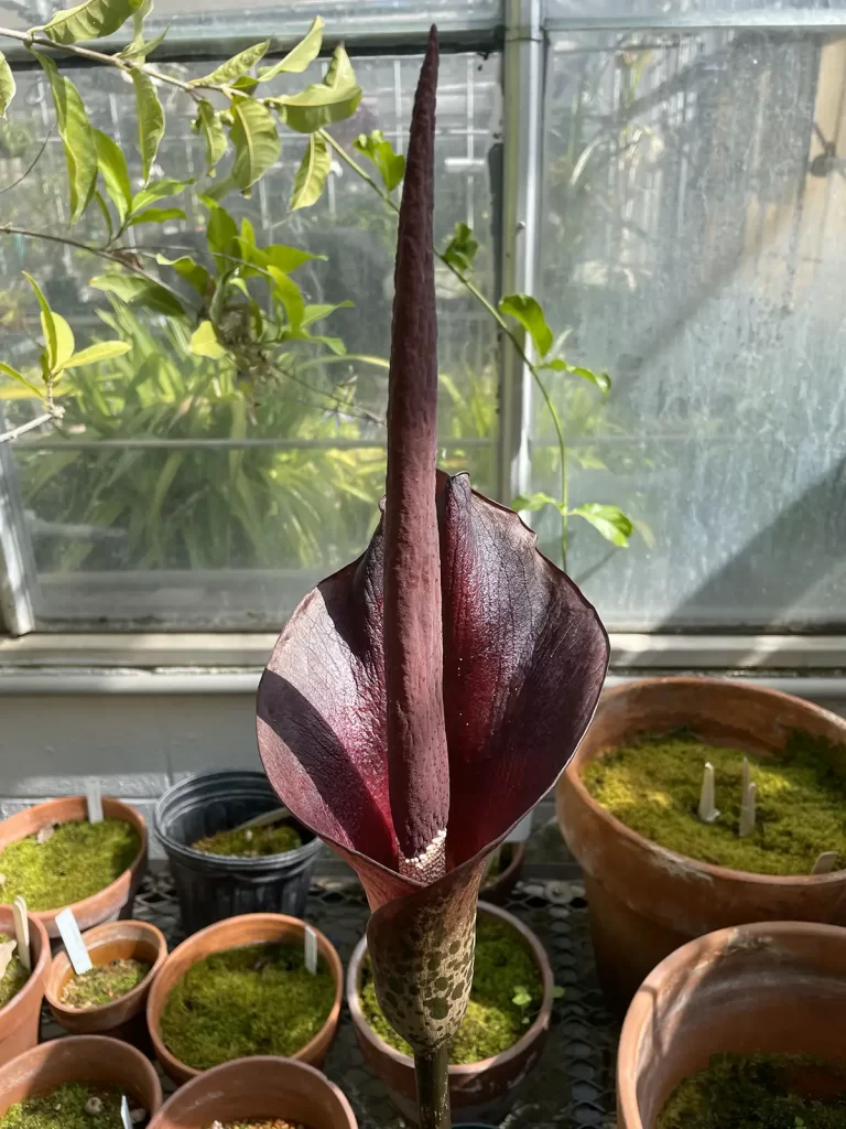 A photo of a dark red plant in the greenhouse