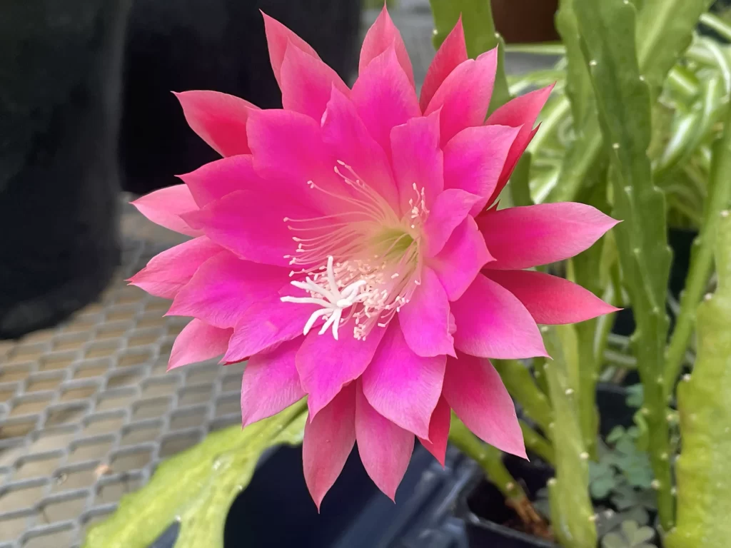 A photo of a pink flower