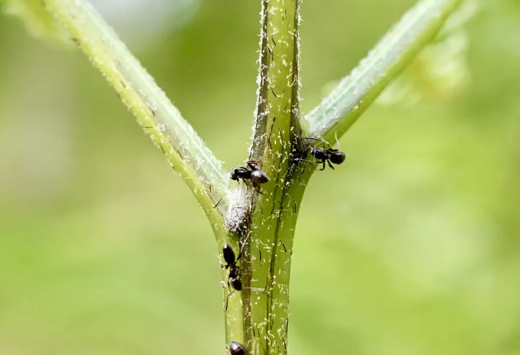 Ants crawling on a green stem