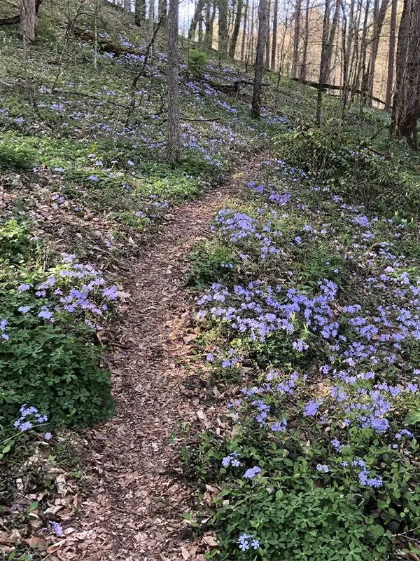 Purple flowers in the woods