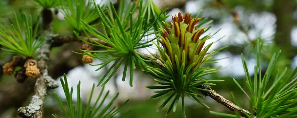 Close up photo of foliage