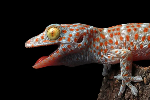 A stock image of a lizard
