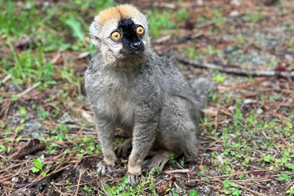 A lemur sitting on grass, branches, and twigs