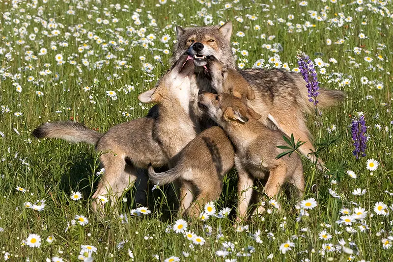 A group of wolf pups wrestle with their mom.