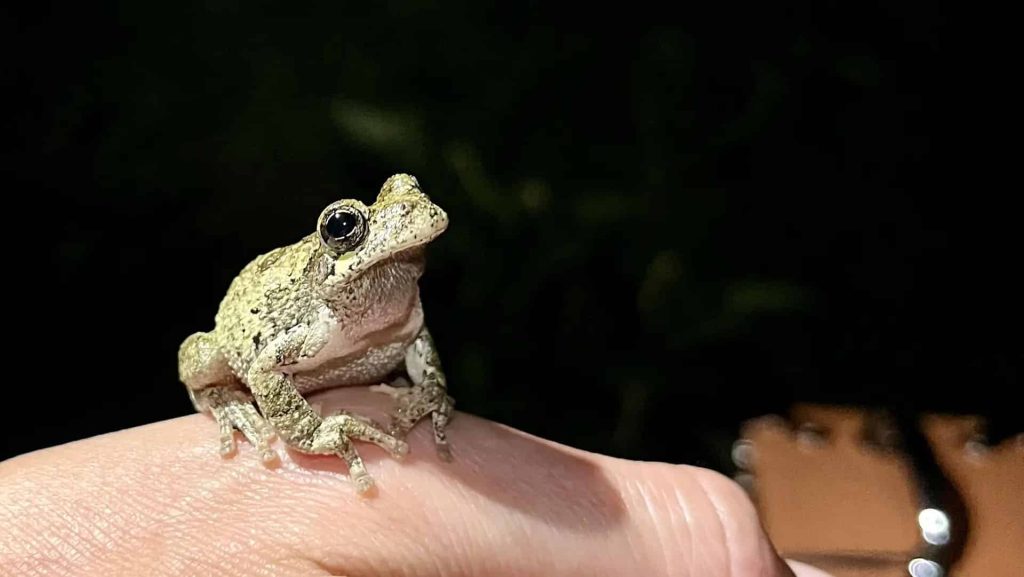 A treefog sits perched on a person's hand.